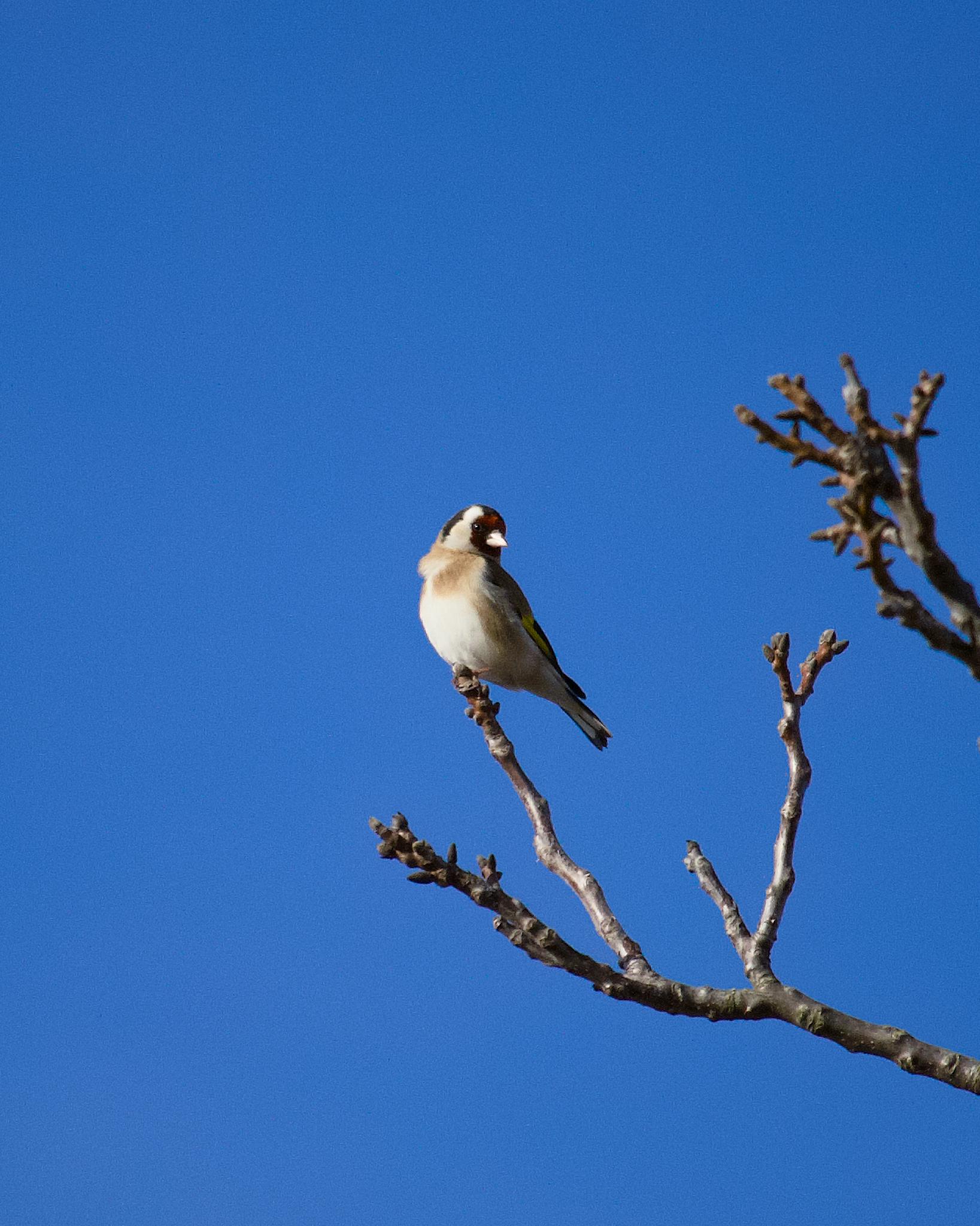 Goldfinch perched on a bare branch against a deep blue sky