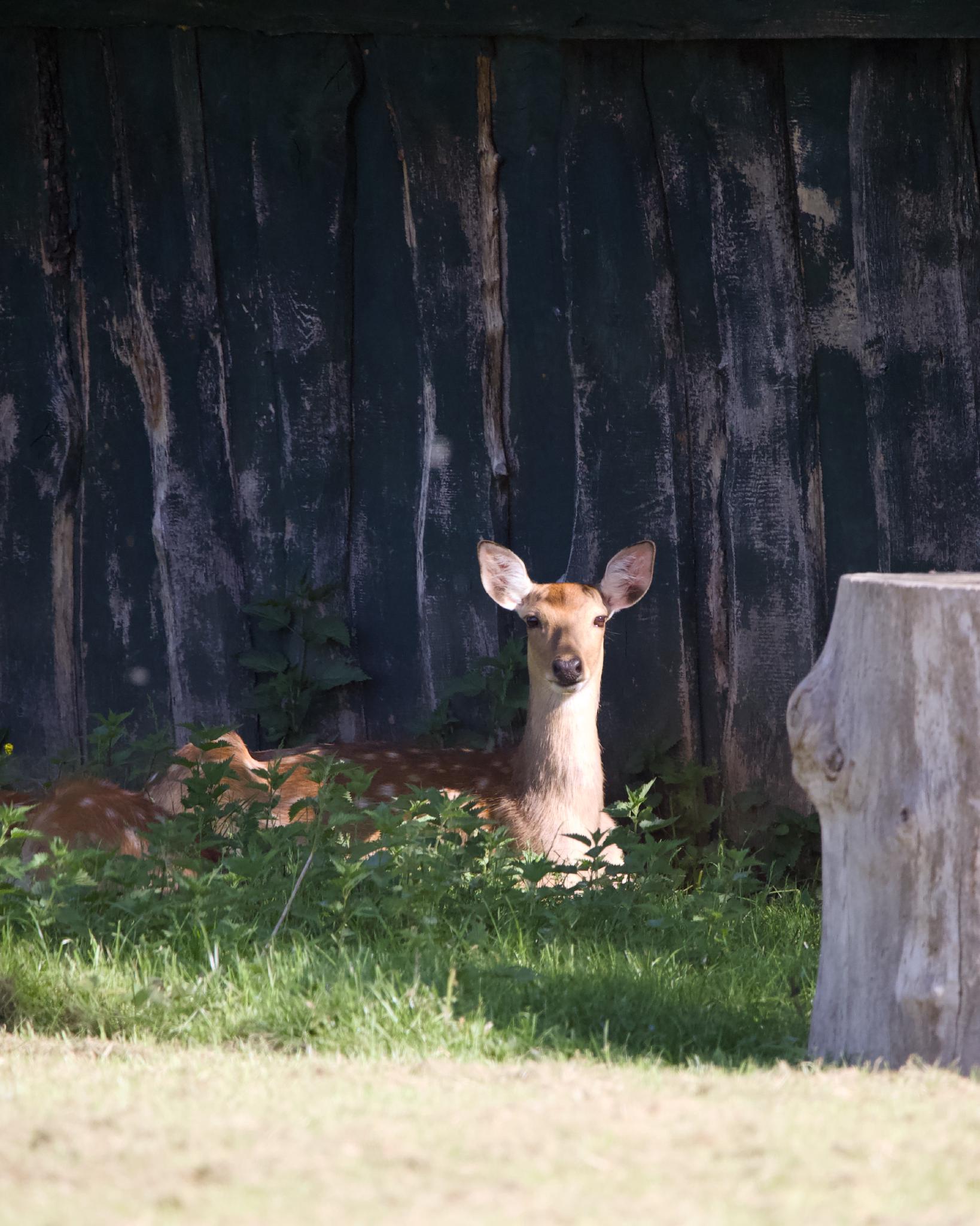 A spotted deer standing alert and looking at the camera in tall grass, in front of a weathered dark wooden fence, with another deer resting behind it and a pale tree stump on the right