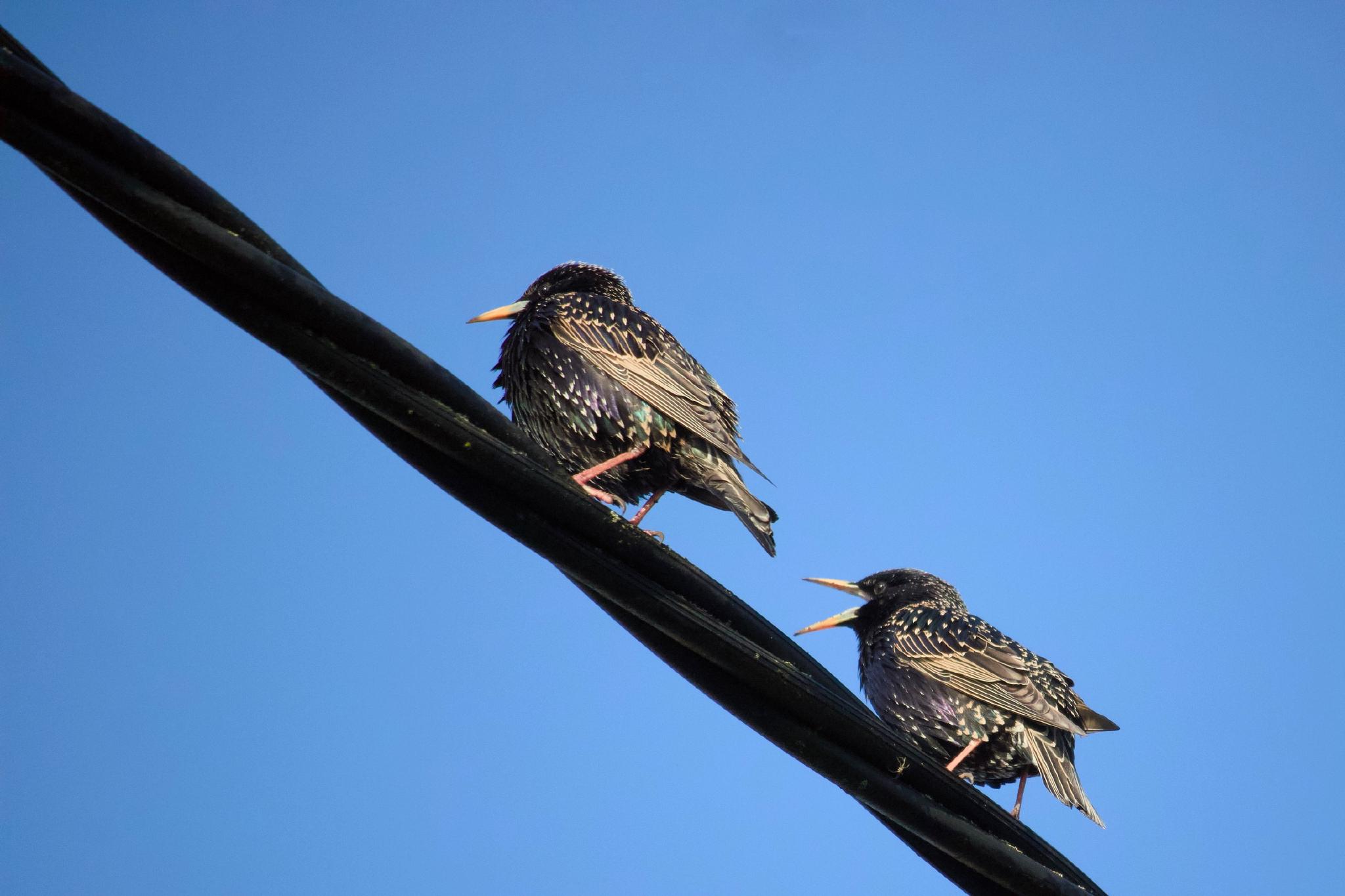 Two starlings singing on a wire against a clear blue sky