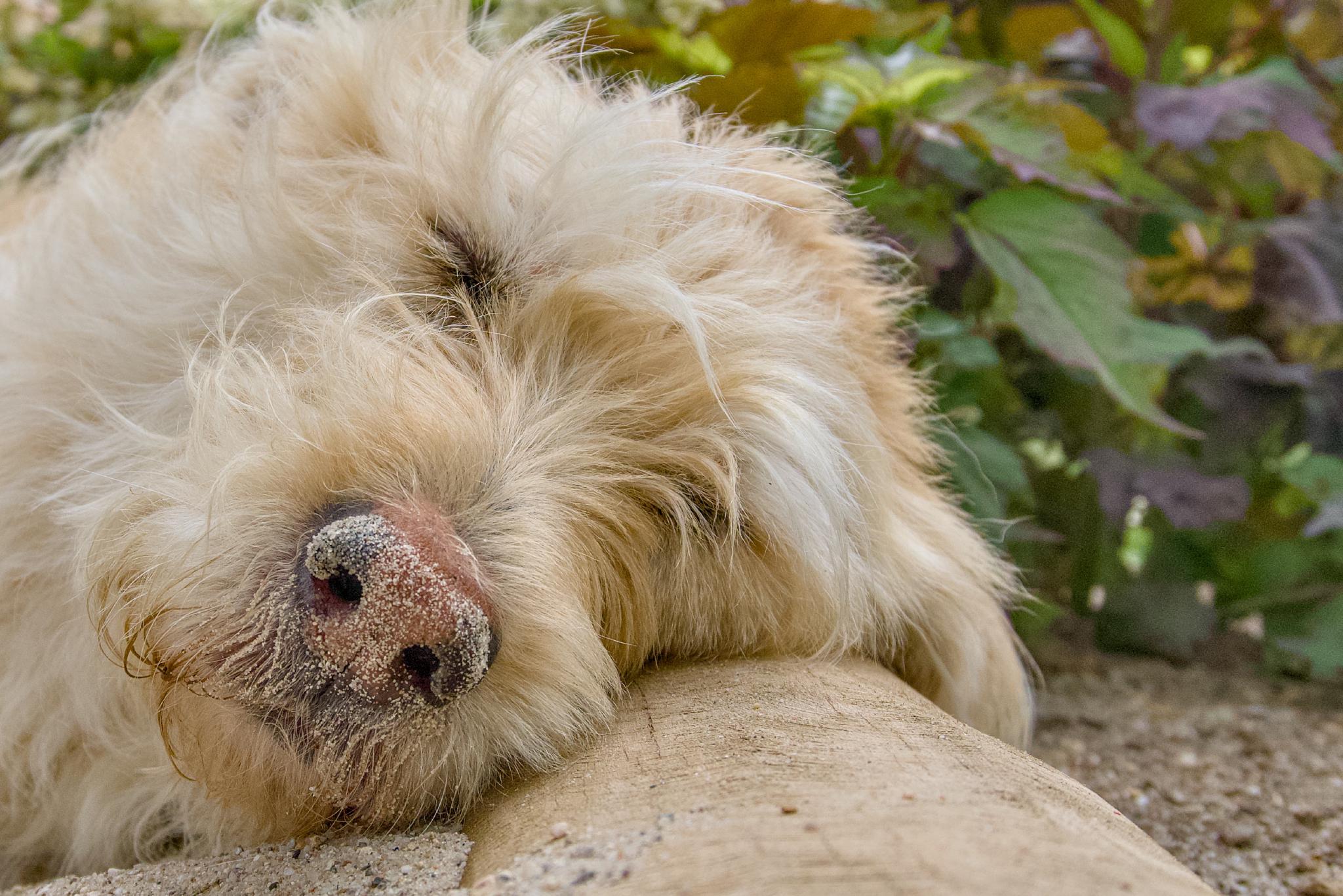 Dog resting with sand on its nose