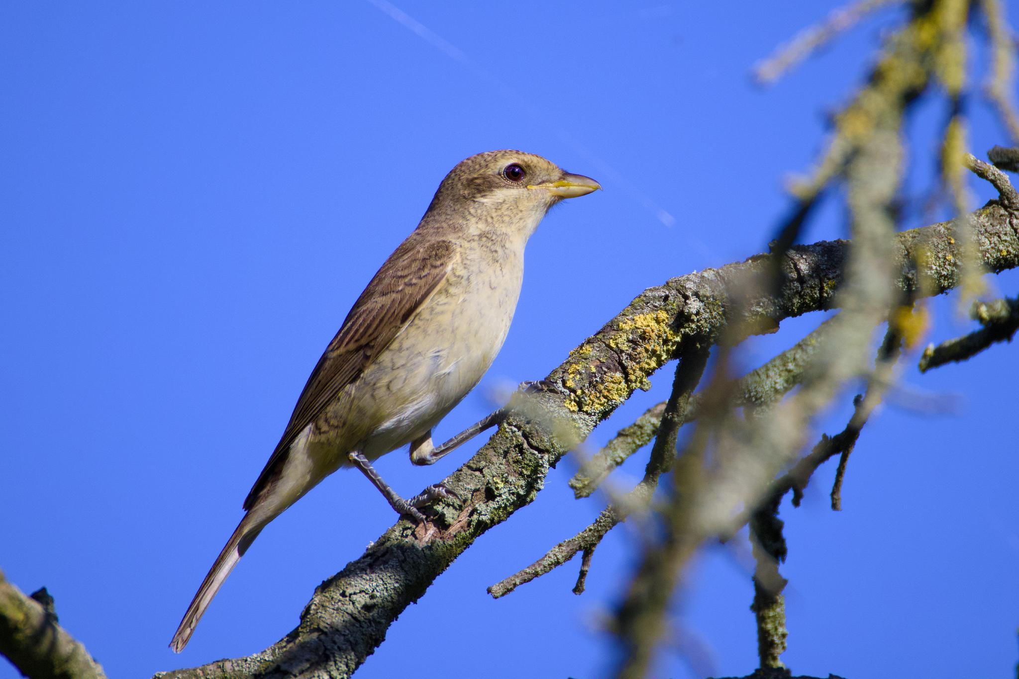 Female red-backed shrike perched on a lichen-covered branch