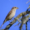 Shrike cover image