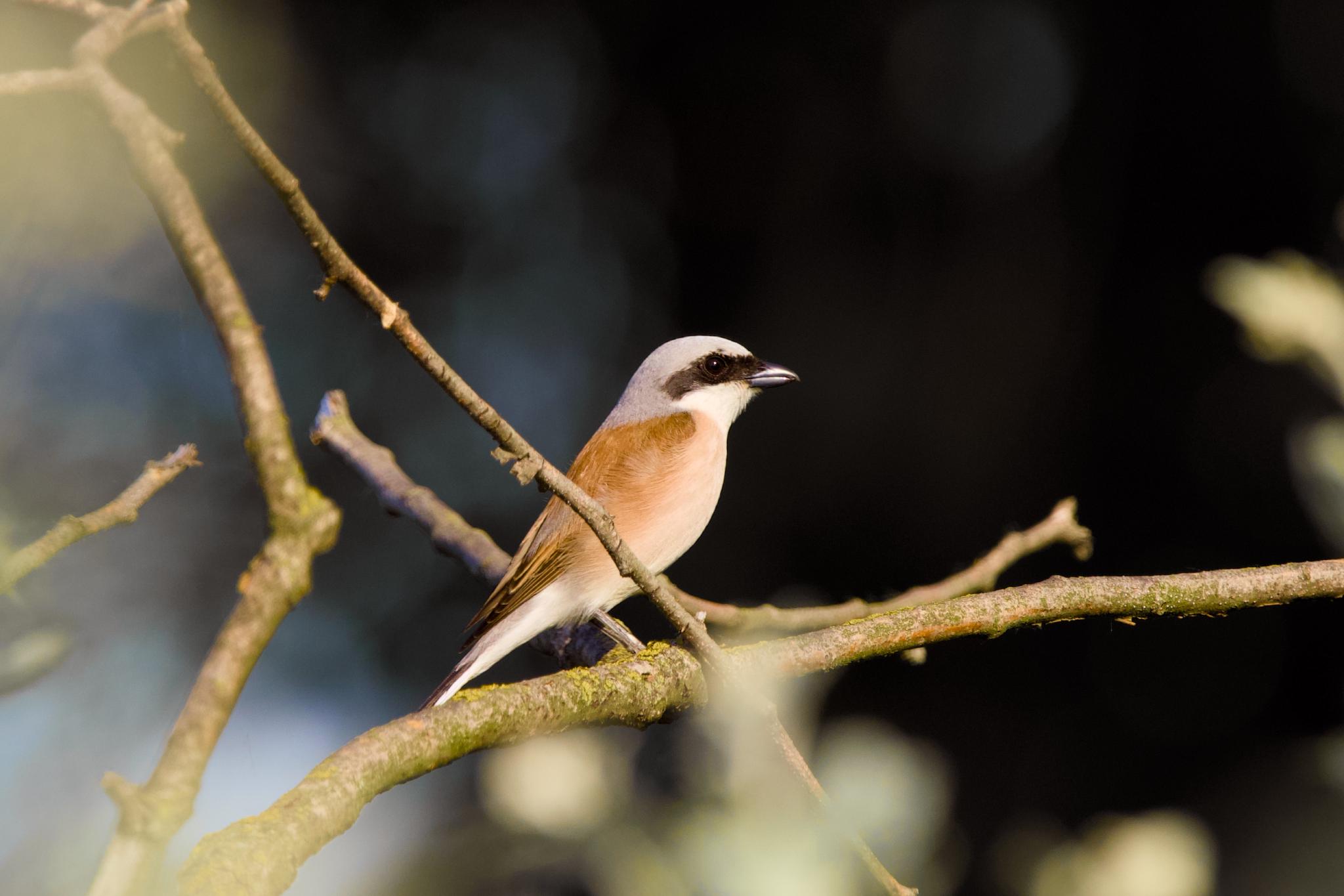 Male red-backed shrike perched on a thin branch