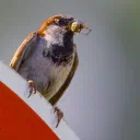 Snack cover image