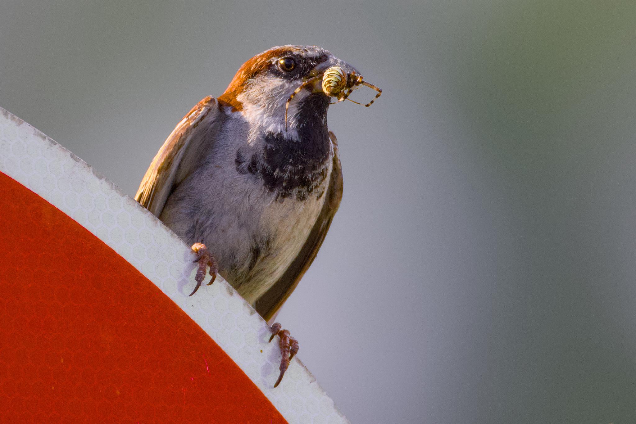 Male house sparrow on a traffic sign with a wasp spider in its beak