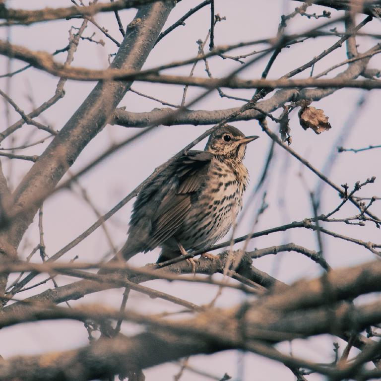 Photo from Song Thrush