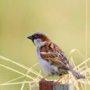 Sparrows cover image