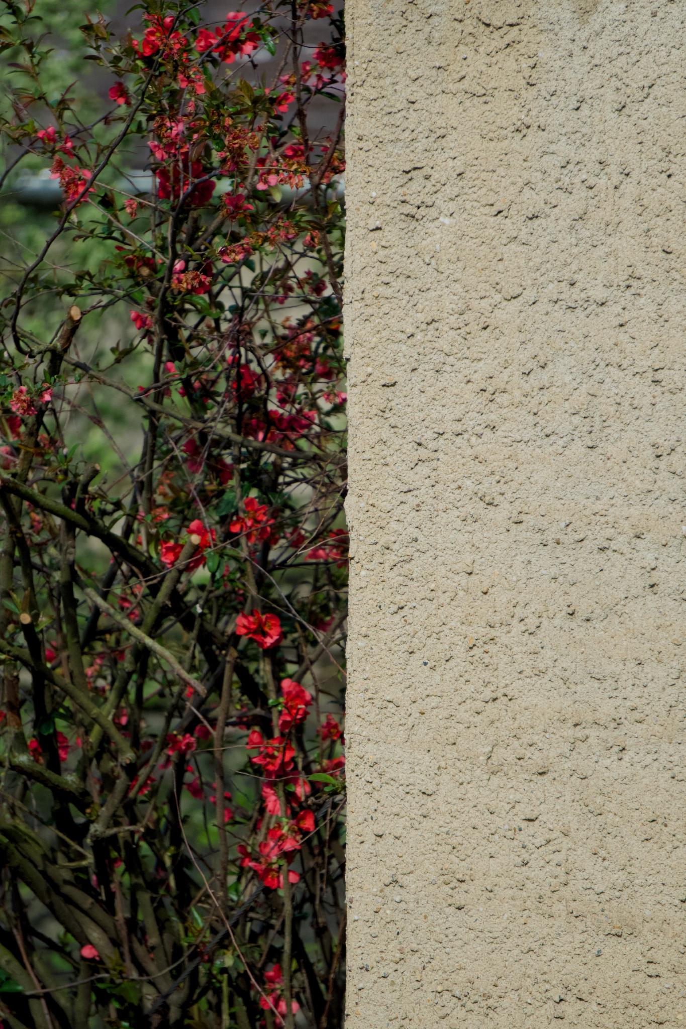 Red flowering quince bush on the left half of the frame, textured beige stucco wall on the right, with a clean vertical line down the middle