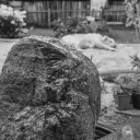 Spring Stone cover image