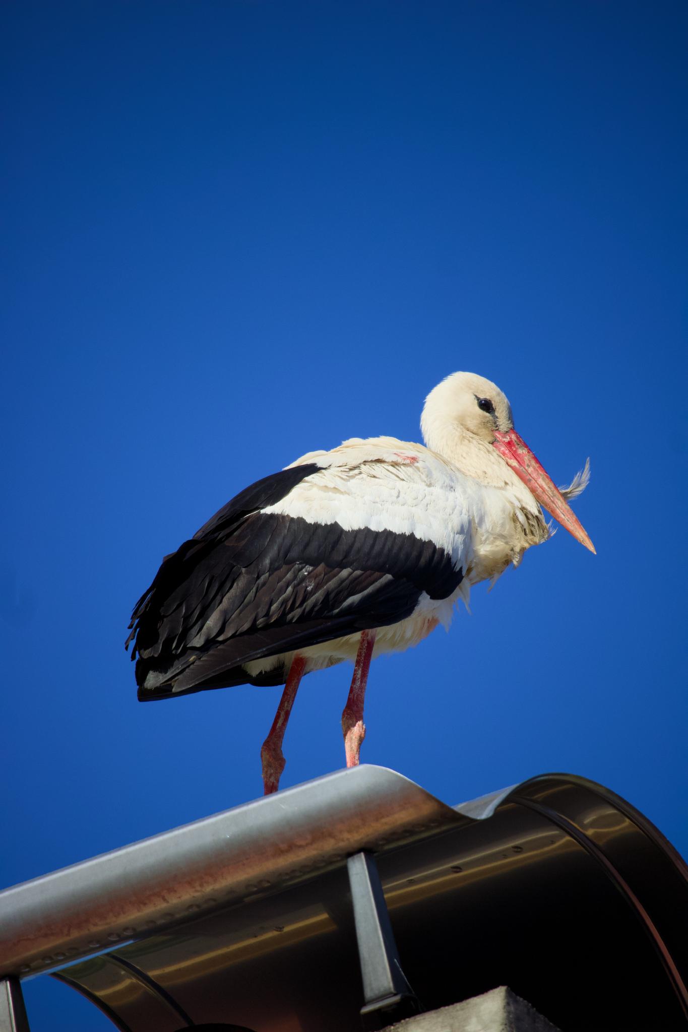 A stork on a rooftop