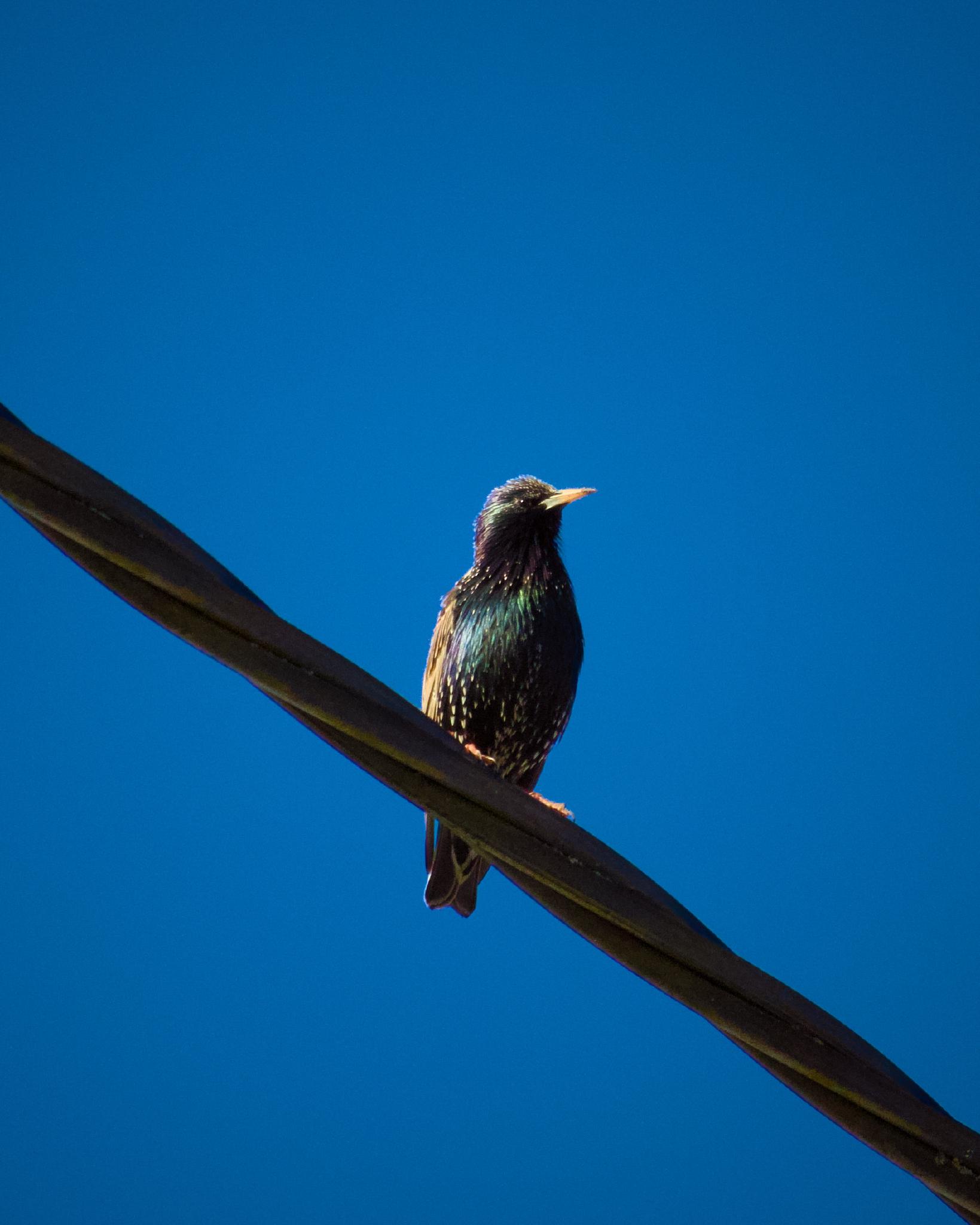 A starling on a wire in the morning light