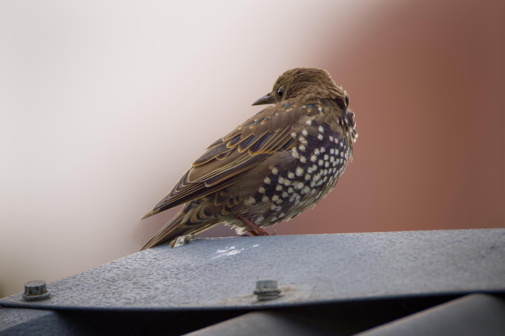 Juvenile starling in spotted first-winter plumage on a metal roof