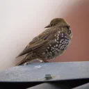 Starling cover image