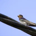 Stop Gap Swallow cover image