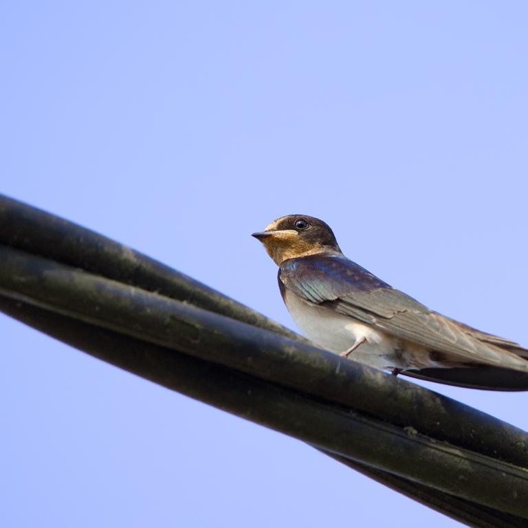 Photo from Stop Gap Swallow