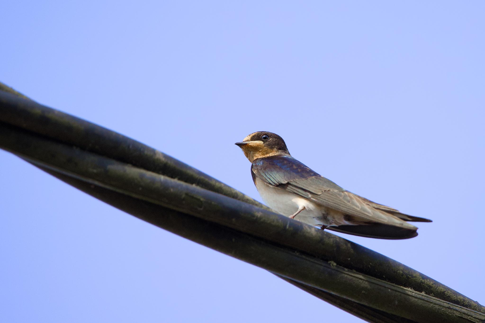 Barn swallow perched on a wire against a blue sky