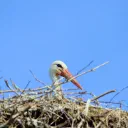 Stork cover image