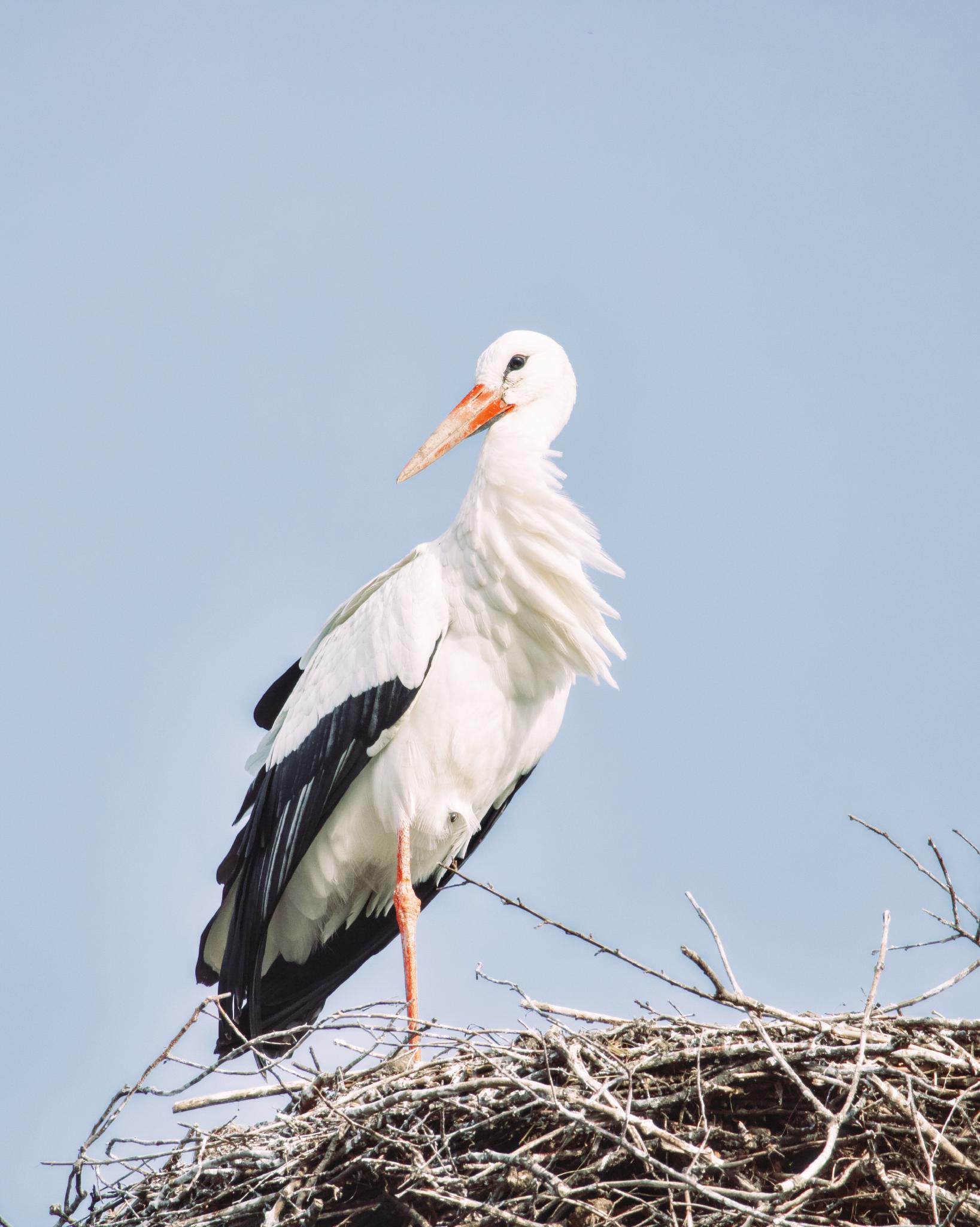 Stork