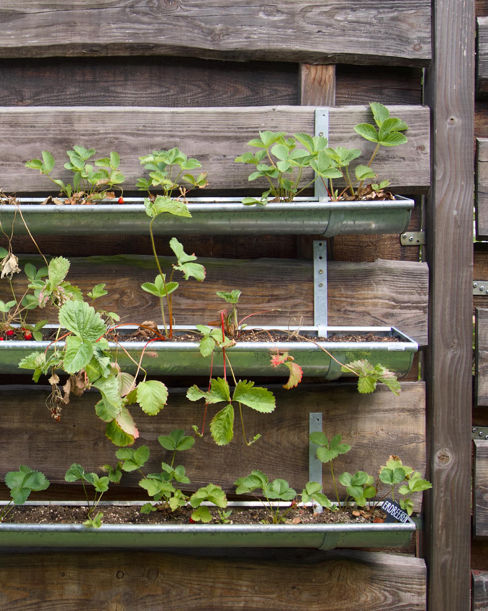 Vertical strawberry garden in gutters mounted on a wooden fence