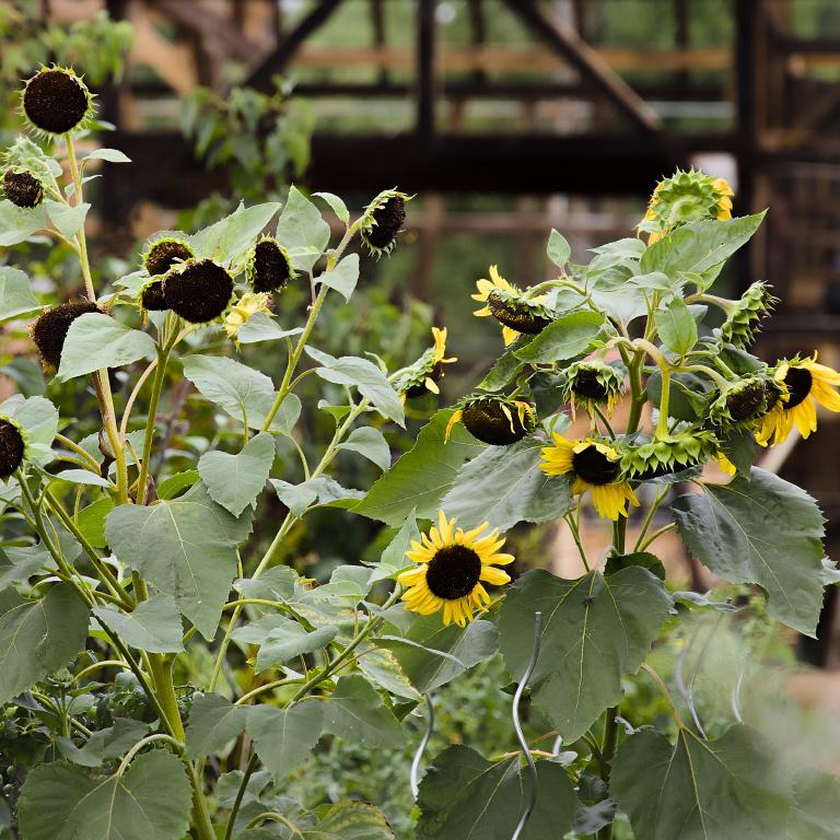 Photo from Sunflowers