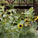 Sunflowers cover image