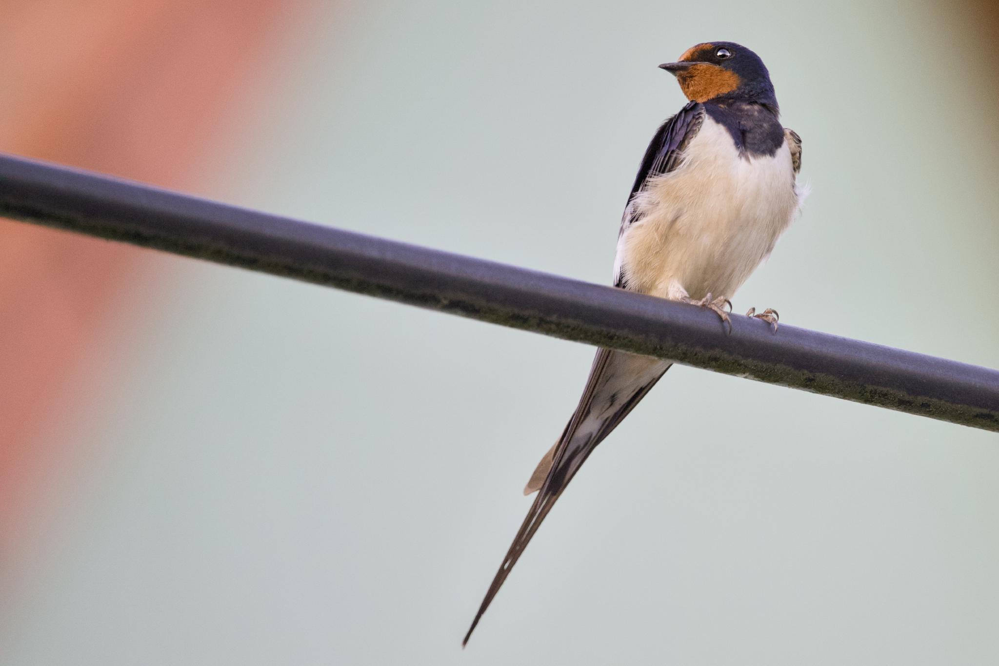 Barn swallow perched on a wire