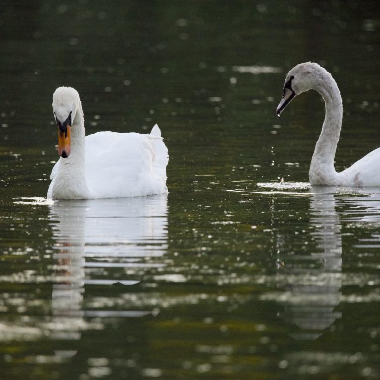Photo from Swans