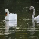 Swans cover image