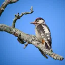 Woodpecker cover image