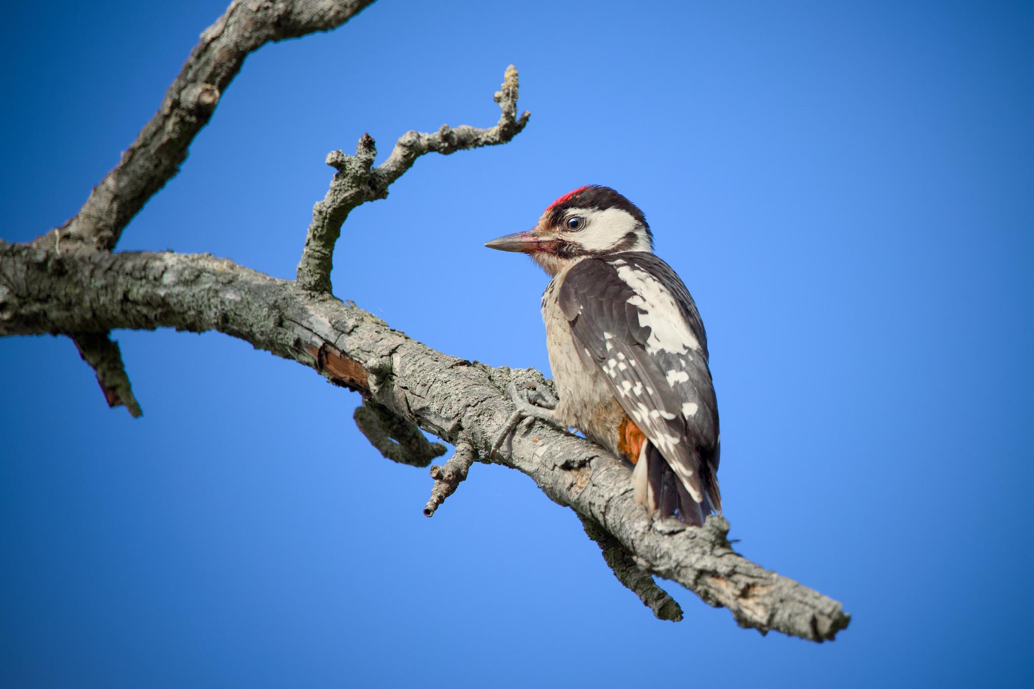 Male great spotted woodpecker on a dead branch against a blue sky