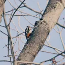 Buntspecht cover image