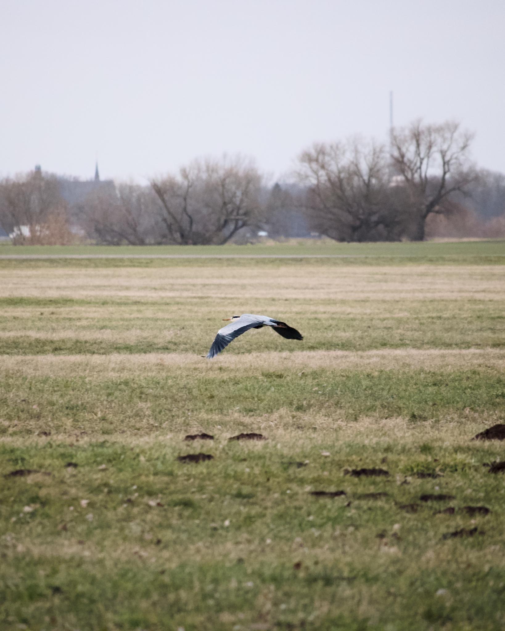 Grey heron in flight