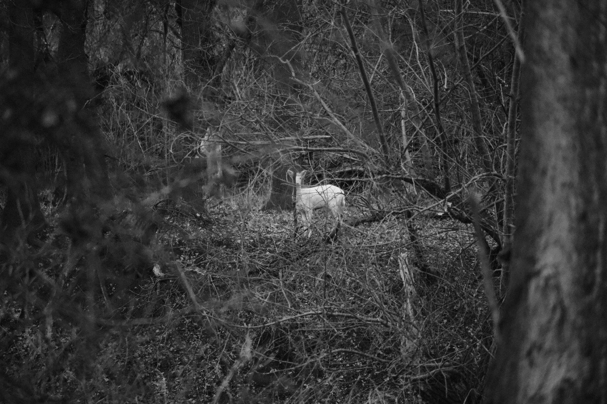 White albino doe in the woods