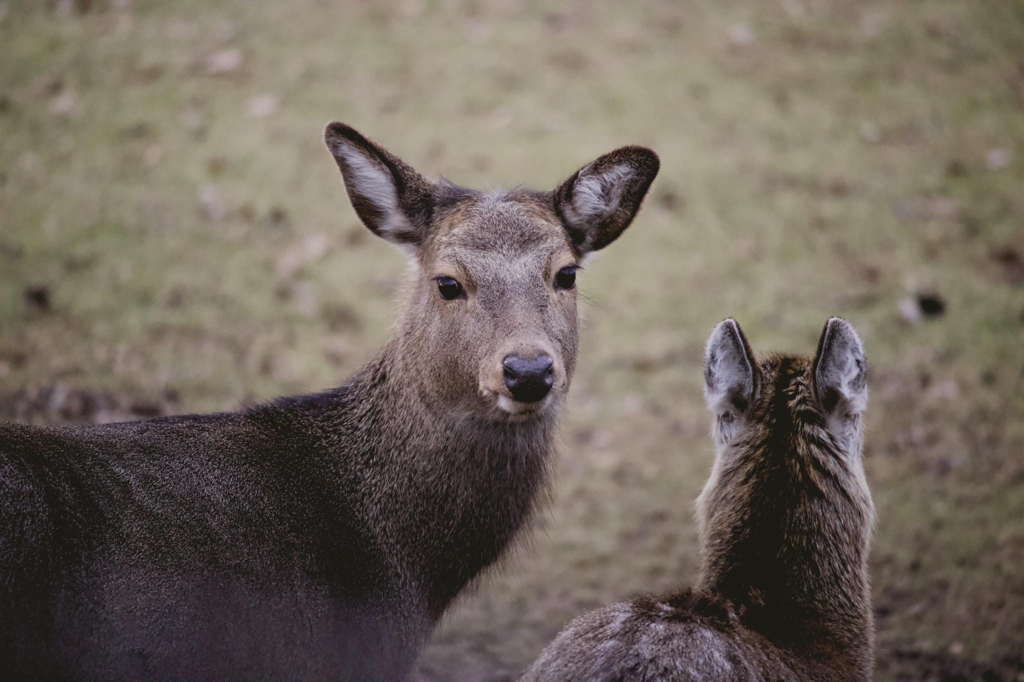 Young deer in the nature reserve