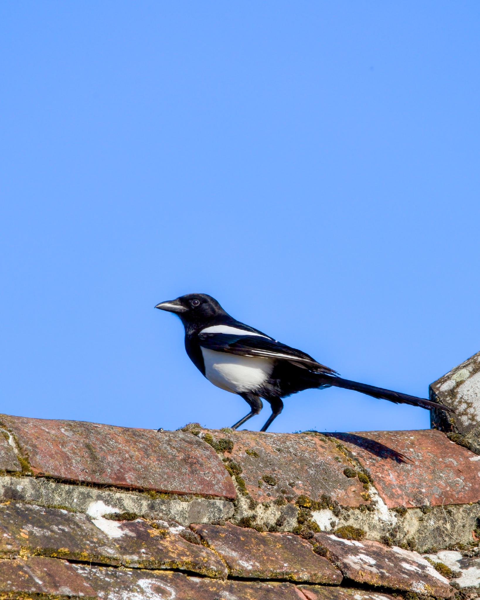 A black and white magpie standing on a weathered red tiled roof with a clear blue sky behind it