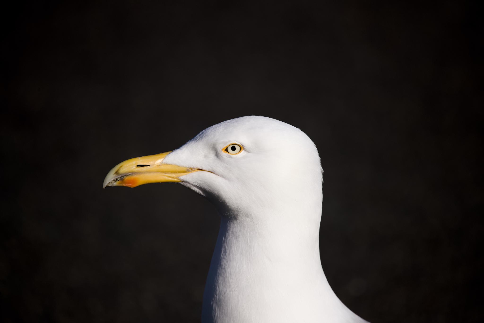 Close-up side profile of a herring gull's head and neck, bright yellow beak with red spot, sharp eye, against a deep black background