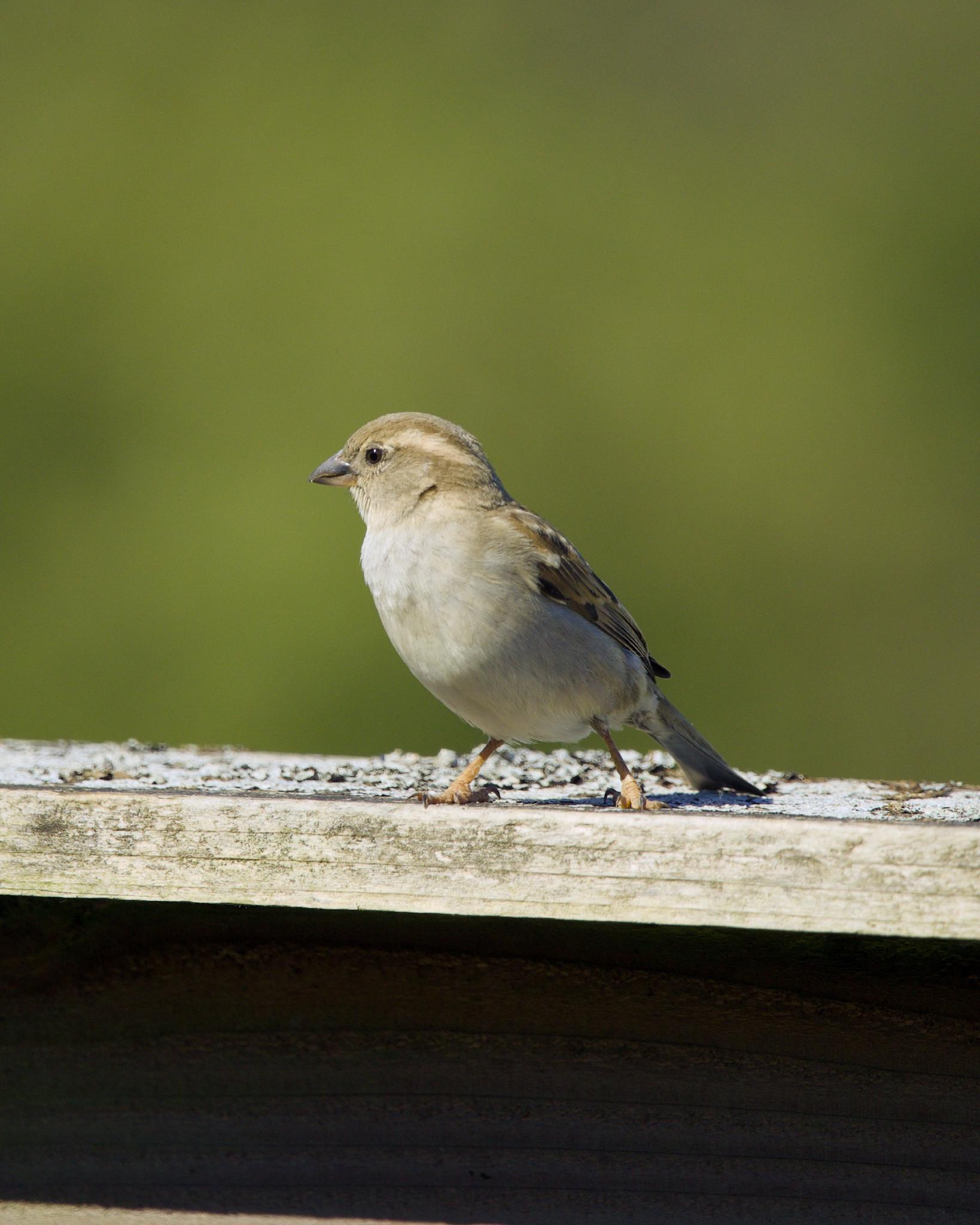 A female house sparrow standing on a weathered wooden fence rail against a blurred green background