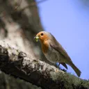 England, Day 2 cover image