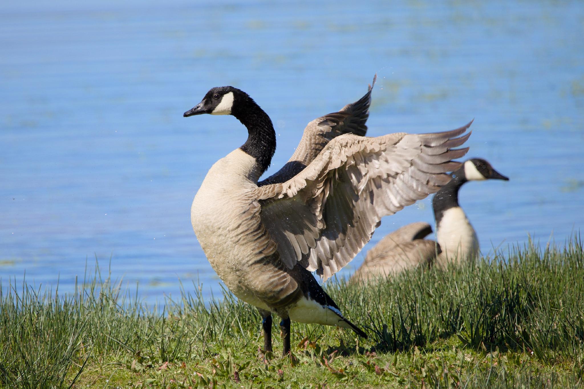 A Canada goose flapping its wings on a grassy bank, with a second goose behind it and a lake in the background