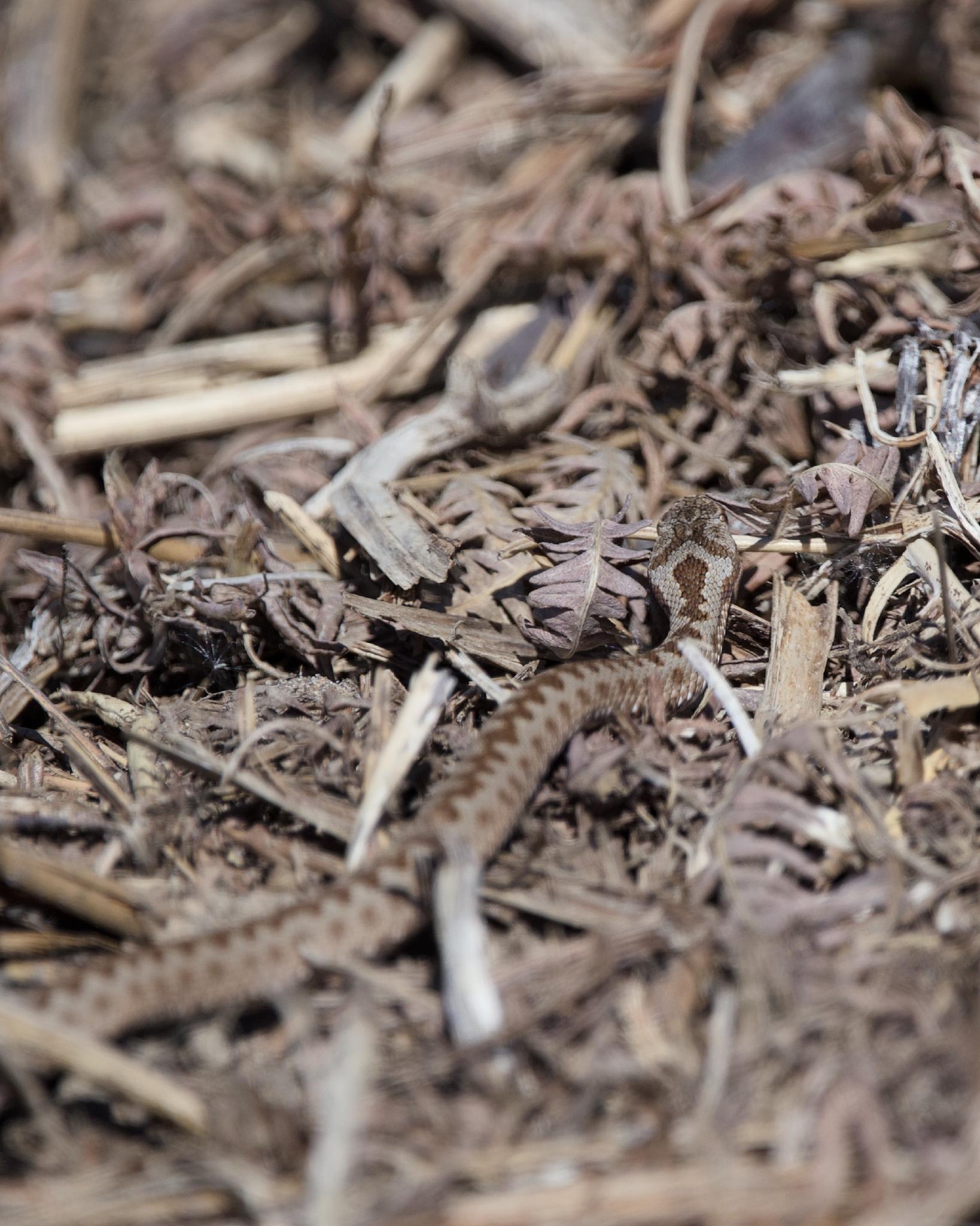 An adder camouflaged against dry leaves and wood mulch, dark zigzag pattern visible along its back