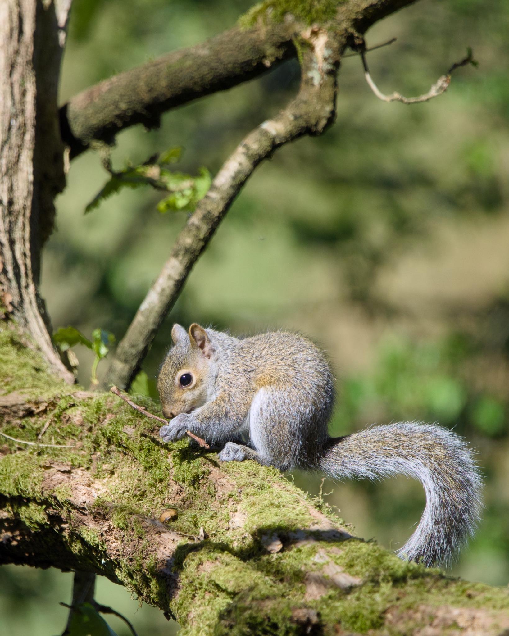 A grey squirrel curled up on a thick mossy branch, nibbling on something held in its front paws