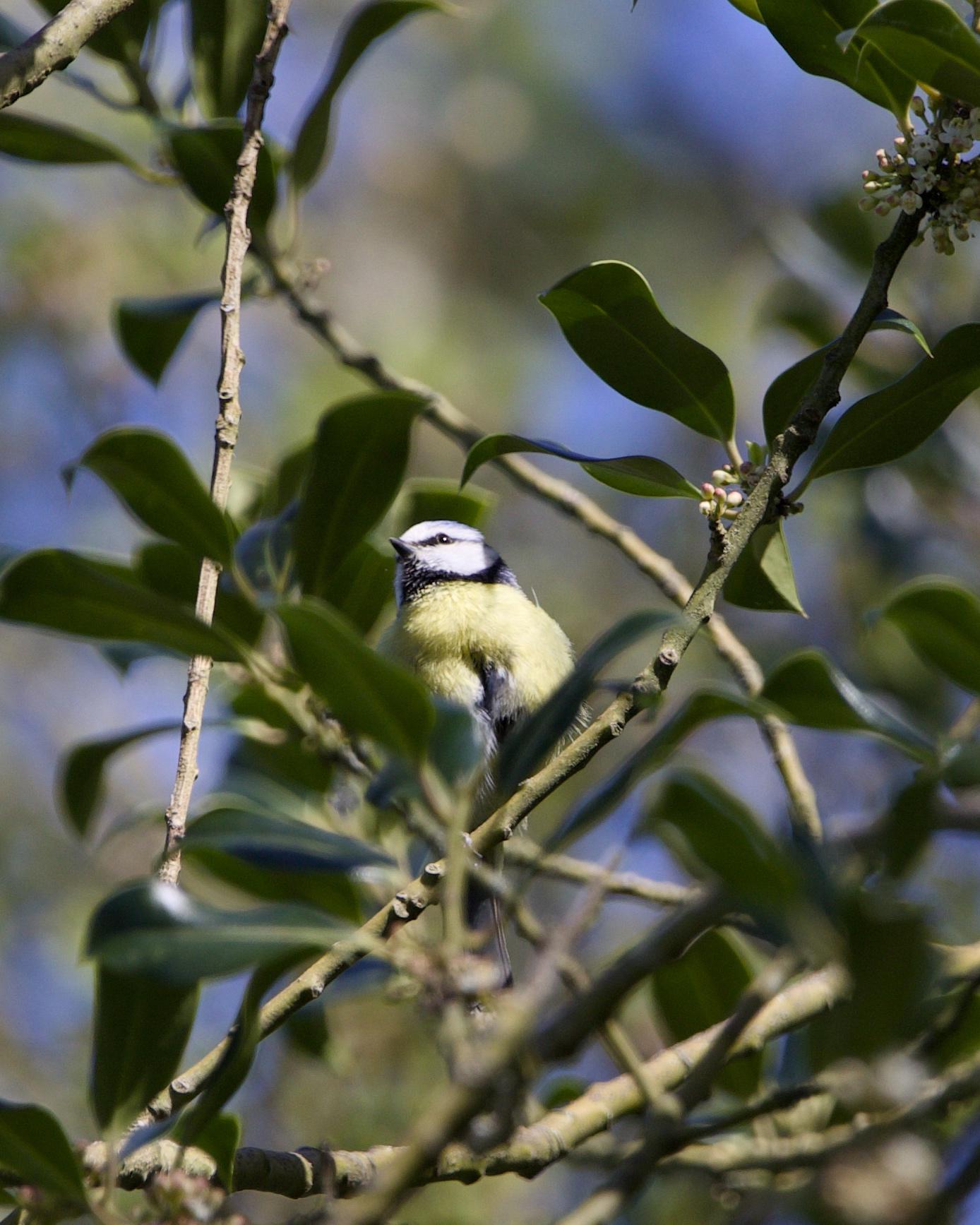 A blue tit perched on a thin branch inside a holly bush, surrounded by dark green leaves