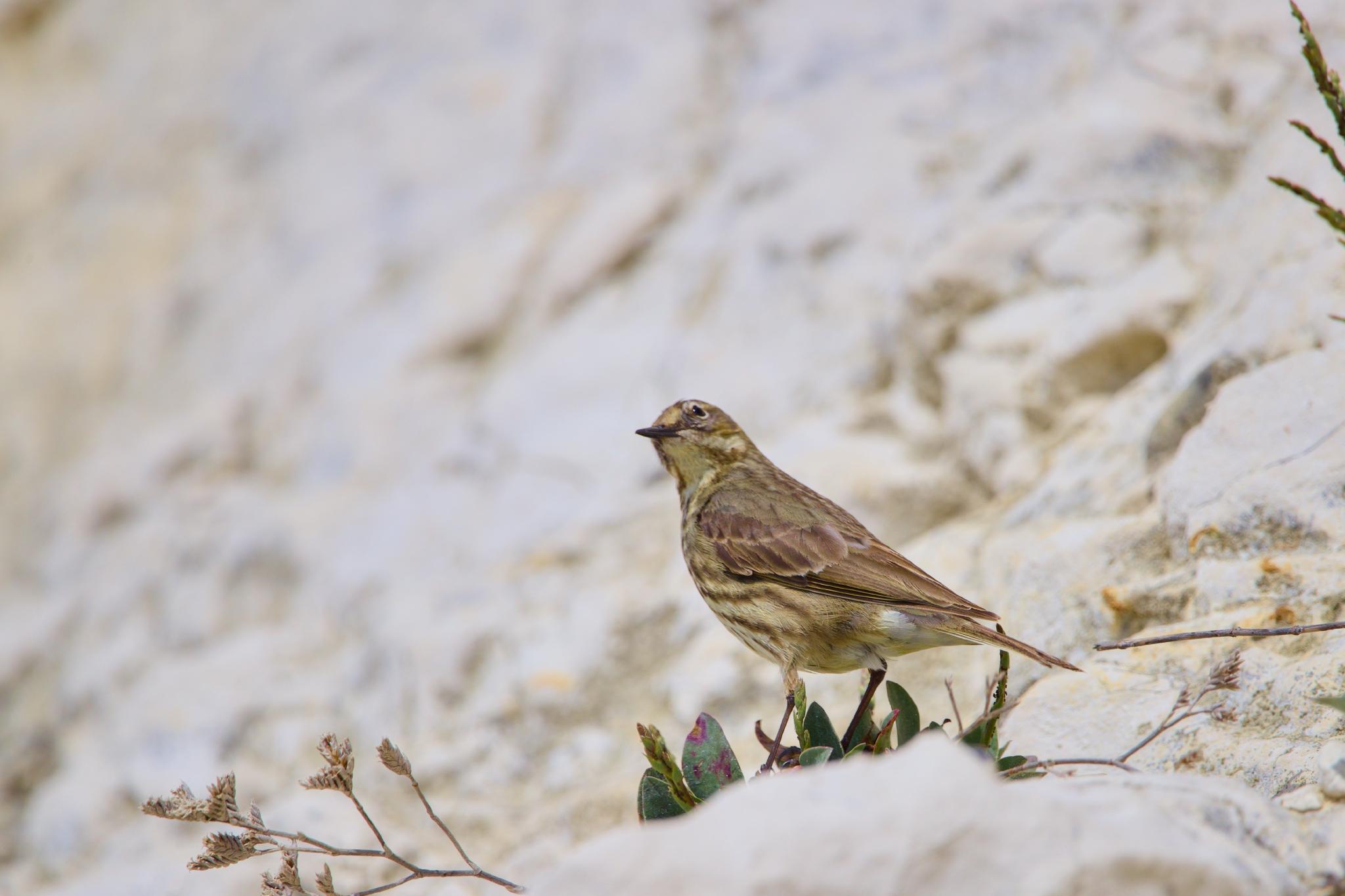 A rock pipit standing on a cluster of leaves at the base of a soft white chalk cliff, the streaked brown and grey plumage blending into the background