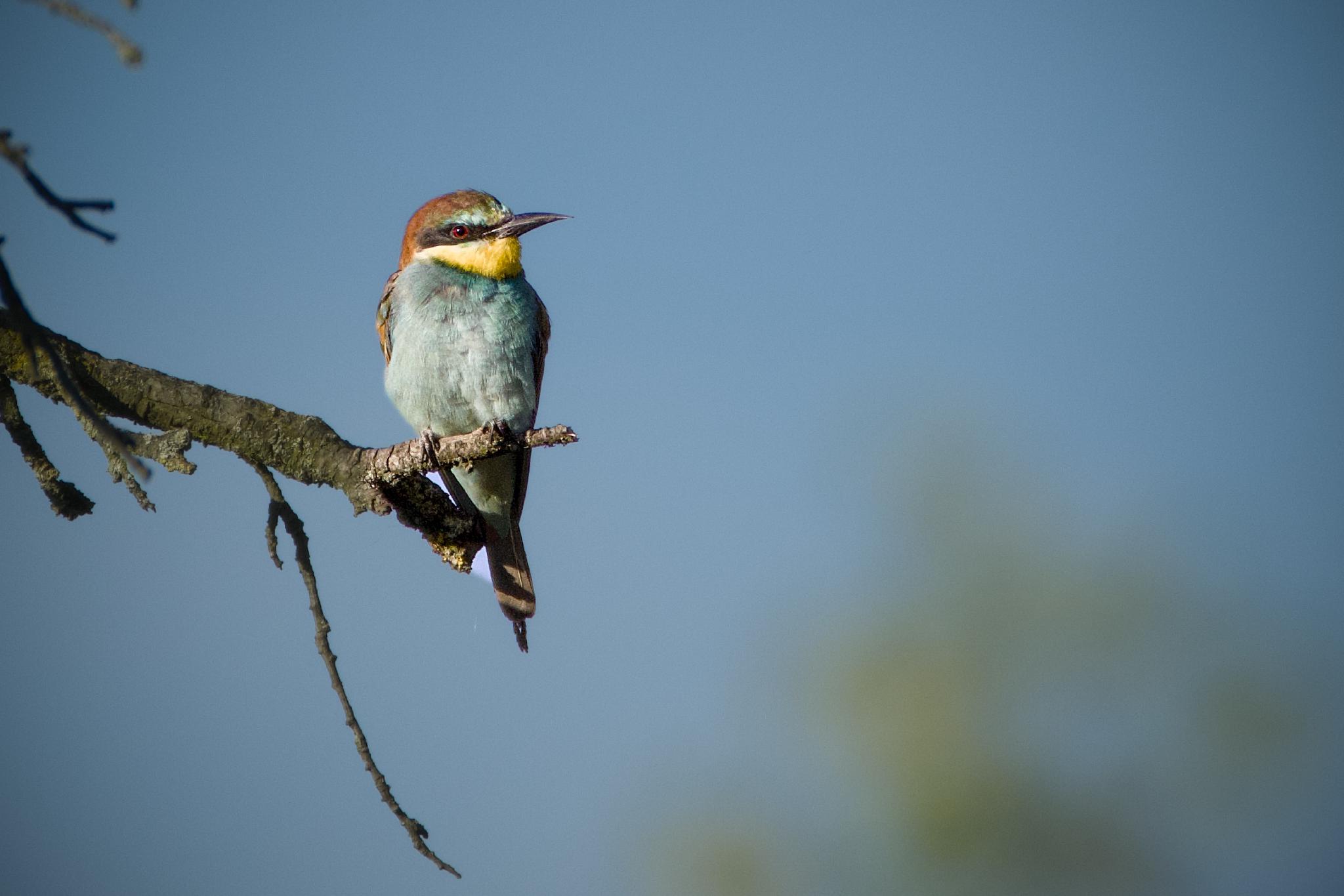 European bee-eater perched on a bare branch