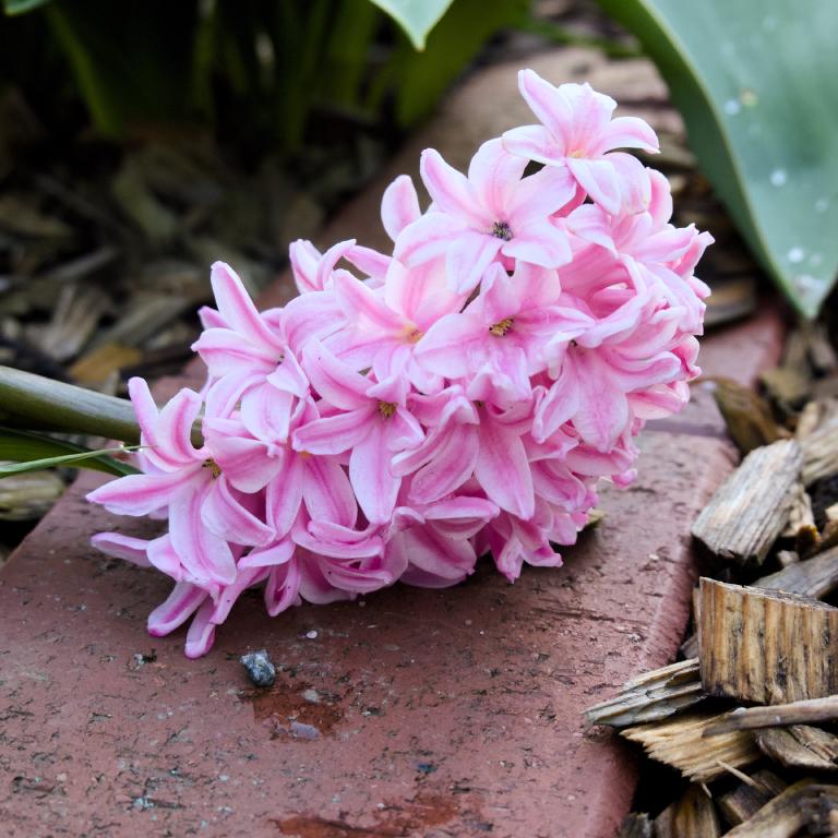 Photo from So I Built a Mac App