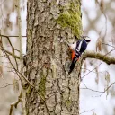 Mühltal cover image