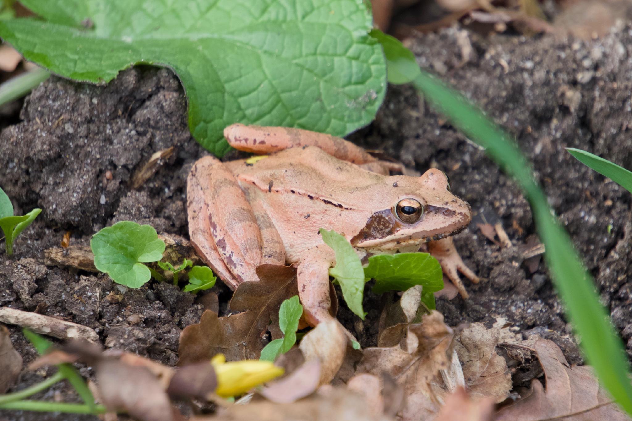 A reddish-brown frog sitting on dark soil among green leaves and dry oak leaves