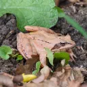 Nature Detectives cover image