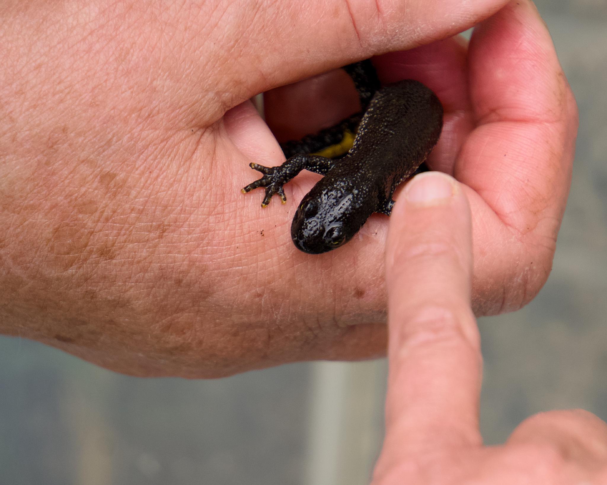 A dark great crested newt held between two fingers, with a finger pointing at it