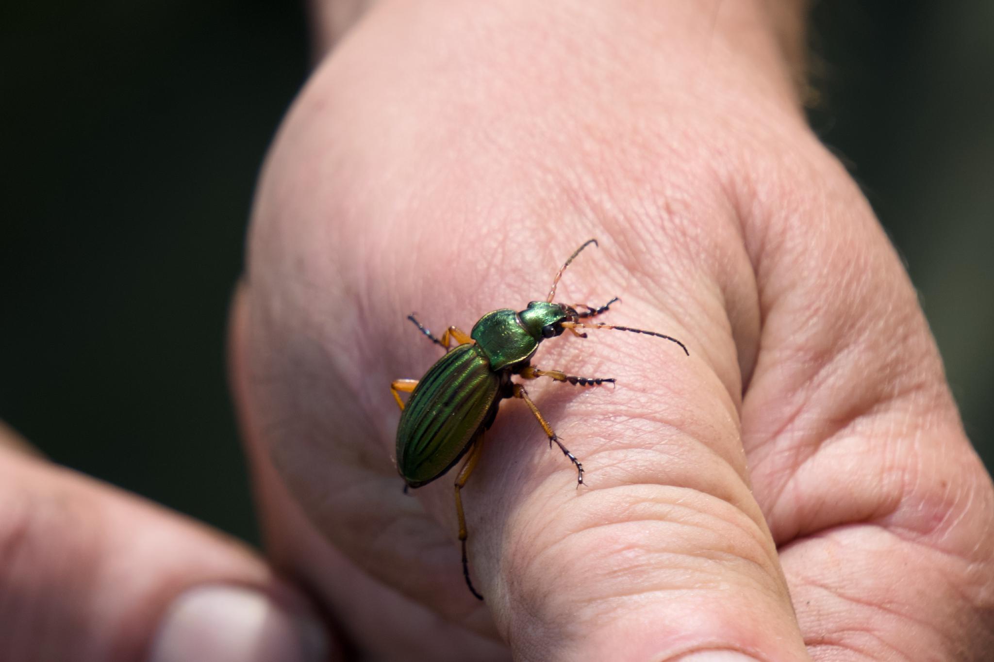 Close-up of a shiny green and gold ground beetle crawling across the back of a human hand